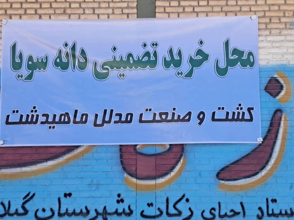 تاکنون 8400 تن دانه سویا کشاورزان توسط کشت و صنعت مدلل ماهیدشت خریداری شد.