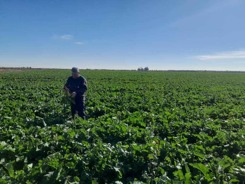 کشت قراردادی دانه های روغنی توسط کشت و صنعت مدلل ماهیدشت آغاز شد.