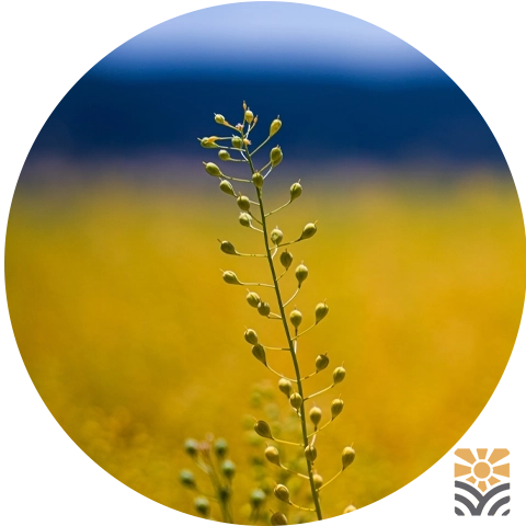 Camelina